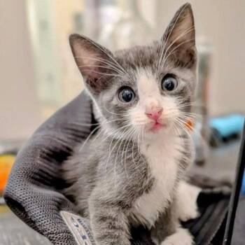 Sol Invictus -  Domestic Short Hair Cat for Adoption in Dallas, Texas - Sol Invictus | PetCurious