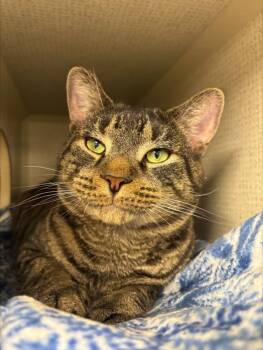 TONY -  Domestic Short Hair Cat for Adoption in Hagerstown, Maryland - TONY | PetCurious