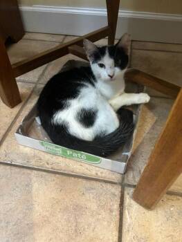 Rescue Domestic Short Hair Cats for Adoption in Miami, Florida - COURTESY POST: Chuci | PetCurious