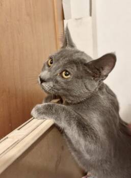 Portobella -  Domestic Short Hair Cat for Adoption in Harrisburg, Pennsylvania - Portobella | PetCurious