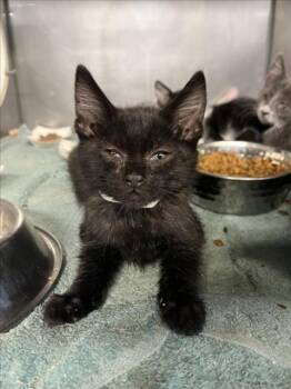 PENNY -  Domestic Short Hair Cat for Adoption in Woodland, California - PENNY | PetCurious