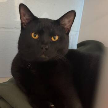 Toshi (Luca) -  Domestic Short Hair Cat for Adoption in Lakewood, Colorado - Toshi (Luca) | PetCurious