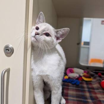 Lil