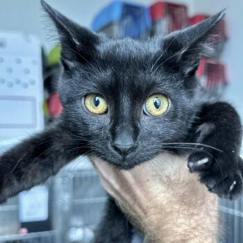 Gatorade -  Domestic Short Hair Cat for Adoption in Matteson, Illinois - Gatorade | PetCurious