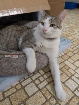 June -  Domestic Short Hair Cat Available for Adoption in Papillion, Nebraska - June | PetCurious