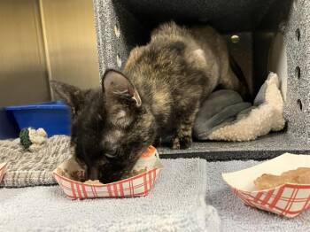 Domestic Short Hair Cats Available for Adoption in Kent, Washington - LORETTA | PetCurious