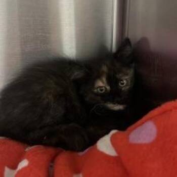 Domestic Medium Hair and Domestic Short Hair Cats Available for Adoption in Bullhead City, Arizona - Kitten 05/24/2026 | PetCurious