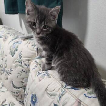 James Fonda -  Domestic Short Hair Cat for Adoption in Canal Winchester, Ohio - James Fonda | PetCurious