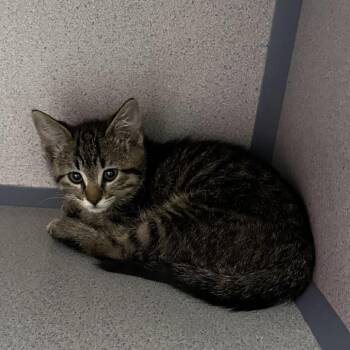 Stitch -  Domestic Short Hair Cat Available for Adoption in North Battleford, Saskatchewan - Stitch | PetCurious