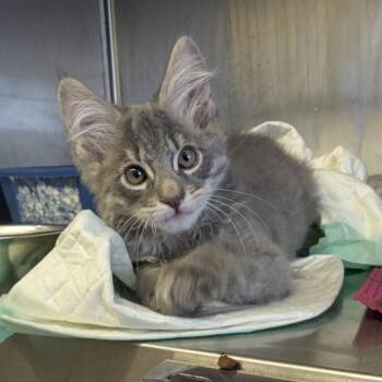 Tumbles -  Domestic Medium Hair Cat for Adoption in Goleta, California - Tumbles | PetCurious