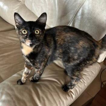 Minnie -  Domestic Short Hair Cat for Adoption in Las Vegas, Nevada - Minnie | PetCurious