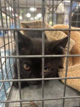 A1049227 -  Domestic Short Hair Cat for Adoption in Martinez, California - A1049227 | PetCurious