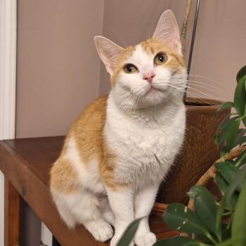 Patty -  Domestic Short Hair Cat Available for Adoption in Butler, Pennsylvania - Patty | PetCurious