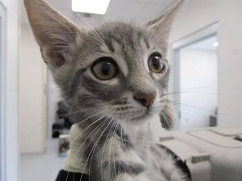Domestic Short Hair Cats Available for Adoption in Ocala, Florida - A383363 | PetCurious