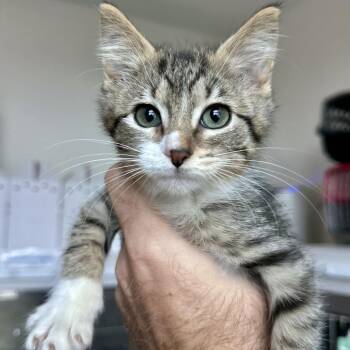 Ducky -  Domestic Short Hair Cat for Adoption in Matteson, Illinois - Ducky | PetCurious