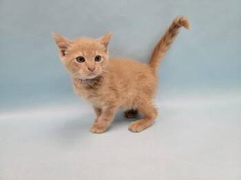 Beck -  Domestic Short Hair Cat for Adoption in Minneapolis, Minnesota - Beck | PetCurious