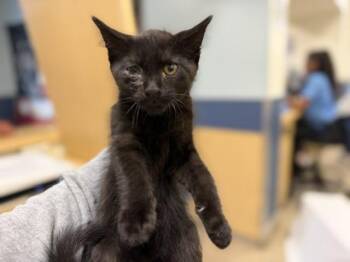 Domestic Short Hair Cats Available for Adoption in Doral, Florida - COOKIE | PetCurious