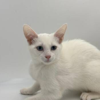 Charlatan -  Domestic Short Hair Cat for Adoption in State College, Pennsylvania - Charlatan | PetCurious