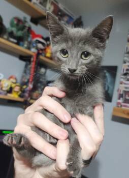 Paw Ross -  Domestic Short Hair Cat for Adoption in Douglasville, Georgia - Paw Ross | PetCurious