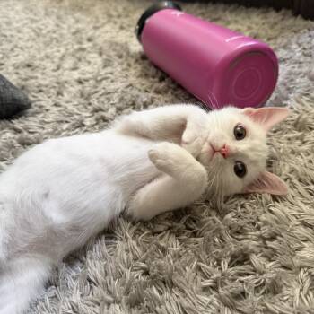 Silver Bokoblin -  Domestic Short Hair Cat for Adoption in Davis, California - Silver Bokoblin | PetCurious