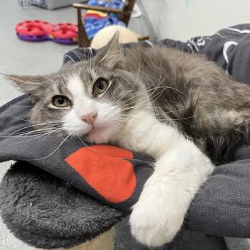 Domestic Long Hair Cats Available for Adoption - Sand Piper | PetCurious