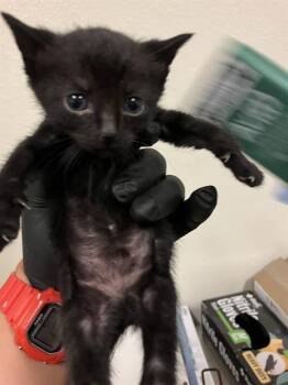EMMY -  Domestic Short Hair Cat for Adoption in Long Beach, California - EMMY | PetCurious
