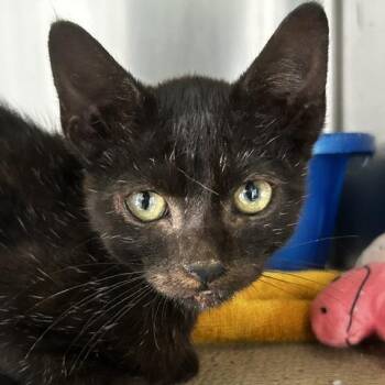 Salty -  American Wirehair Cat for Adoption in Poplar Bluff, Missouri - Salty | PetCurious