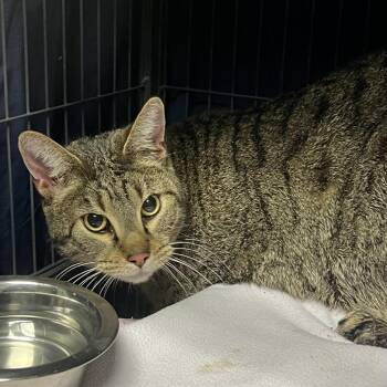 Domestic Short Hair Cats Available for Adoption in St. Louis, Missouri - Mr. Meowgi | PetCurious