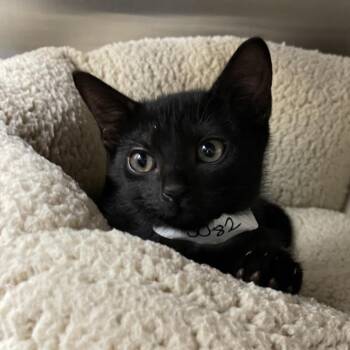 Hand -  Domestic Short Hair Cat for Adoption in Enfield, New Hampshire - Hand | PetCurious