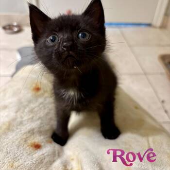 Rove -  Domestic Short Hair Cat for Adoption in Fort Lauderdale, Florida - Rove | PetCurious