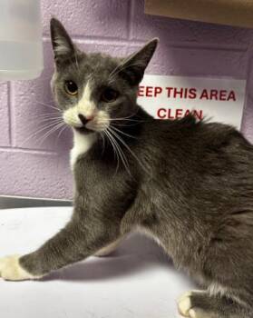 Domestic Short Hair Cats Available for Adoption - David Copperfield | PetCurious