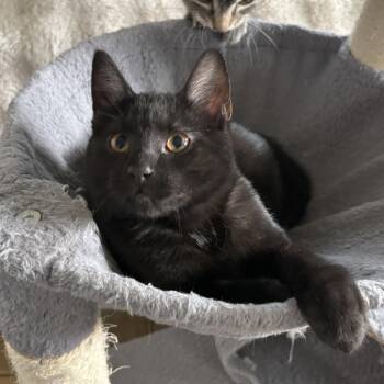 Domestic Short Hair Cats Available for Adoption in Spokane, Washington - SP | PetCurious