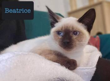 Beatrice -  Domestic Short Hair Cat for Adoption in Chalfont, Pennsylvania - Beatrice | PetCurious