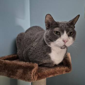 Willie -  Domestic Short Hair Cat for Adoption in Baltimore, Maryland - Willie | PetCurious