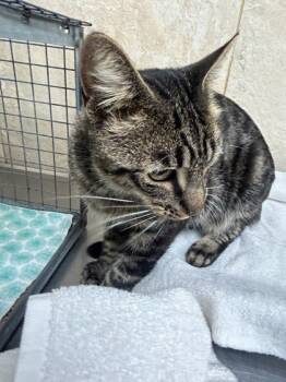 Rescue Domestic Short Hair Cats for Adoption in Honolulu, Hawaii - 59718042 | PetCurious