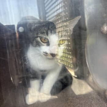 Ferg -  Domestic Short Hair Cat for Adoption in Birmingham, Alabama - Ferg | PetCurious