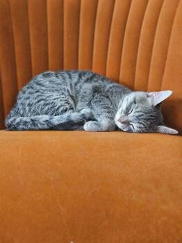 Domestic Short Hair Cats Available for Adoption - Esme | PetCurious