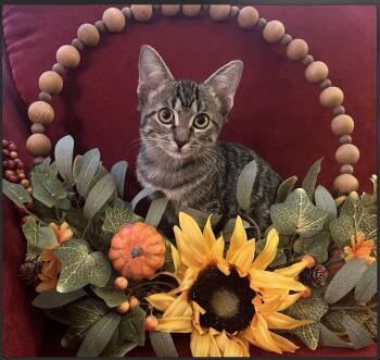 Rescue Domestic Short Hair Cats for Adoption in Houston, Texas - Moxie | PetCurious