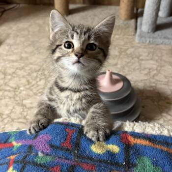 Jaimie -  Domestic Medium Hair Cat for Adoption in Garden City, Michigan - Jaimie | PetCurious