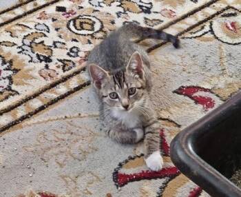 Tigress -  Domestic Short Hair Cat for Adoption in North Babylon, New York - Tigress | PetCurious
