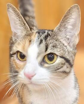 Skittles -  Tabby and Calico Cat for Adoption - Skittles | PetCurious