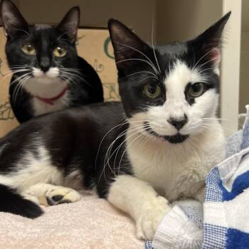 Domestic Short Hair Cats Available for Adoption - Sweet | PetCurious