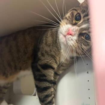 Lance -  Domestic Short Hair Cat for Adoption in New York, New York - Lance | PetCurious