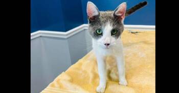 Katmandu -  Domestic Short Hair Cat for Adoption in Bowie, Maryland - Katmandu | PetCurious