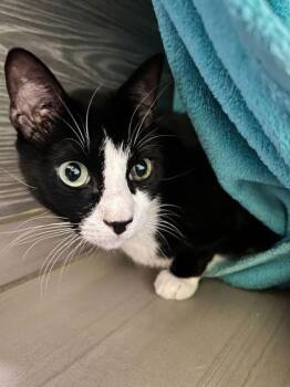 Buddy -  Domestic Short Hair Cat for Adoption in Daytona Beach, Florida - Buddy | PetCurious