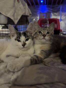 Socko -  Domestic Short Hair Cat for Adoption in Wheaton, Illinois - Socko | PetCurious