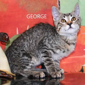 Rescue Domestic Short Hair Cats for Adoption in Yuma, Arizona - George | PetCurious
