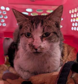 Domestic Short Hair Cats Available for Adoption - Stormy | PetCurious