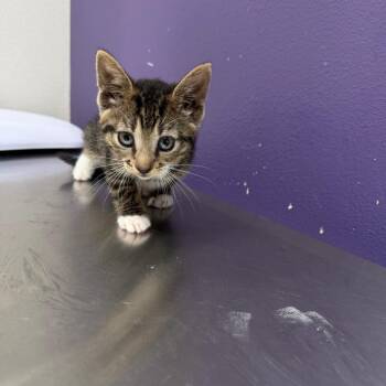Domestic Short Hair Cats Available for Adoption in Englewood, Florida - Socks | PetCurious