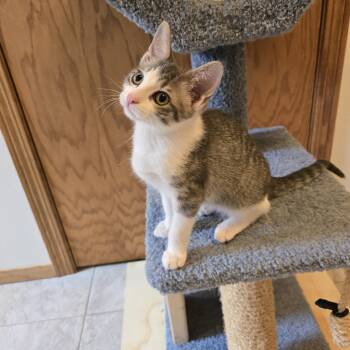 Rescue Domestic Short Hair Cats for Adoption in Prairie Rose, North Dakota - Vikki | PetCurious